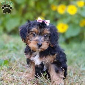Penny, Yorkie Poo Puppy